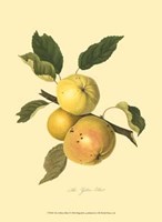 Yellow Elliot Fine Art Print