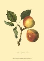 Longland Pear Fine Art Print