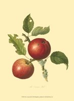 Cowarne Red Fine Art Print