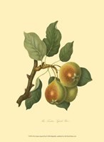 Teinton Squash Pear Fine Art Print