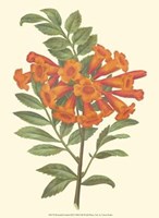 Bountiful Garden III Fine Art Print