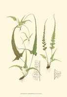 Spring Ferns II Fine Art Print