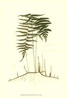 Spring Ferns III Fine Art Print