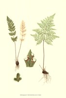 Spring Ferns IV Fine Art Print