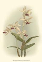 Orchid Garden I Fine Art Print