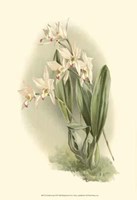 Orchid Garden III Fine Art Print