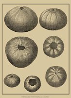 Shells On Khaki I Fine Art Print