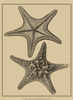 Shells On Khaki II Fine Art Print