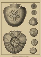 Shells On Khaki III Fine Art Print