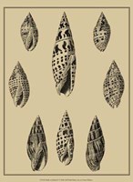 Shells On Khaki IV Fine Art Print