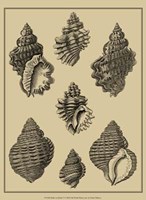 Shells On Khaki V Fine Art Print