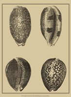 Shells On Khaki VI Fine Art Print
