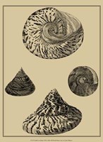 Shells On Khaki VIII Fine Art Print