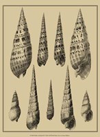 Shells On Khaki IX Fine Art Print