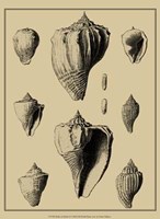 Shells On Khaki X Fine Art Print
