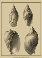 Shells On Khaki XI Fine Art Print