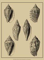 Shells On Khaki XII Fine Art Print