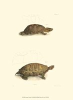 Antique Turtles I Fine Art Print