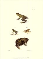 Antique Frogs II Fine Art Print