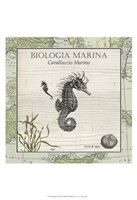 Biologia Marina III Framed Print