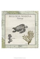 Biologia Marina IV Fine Art Print