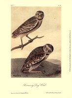 Burrowing Day-Owl Fine Art Print