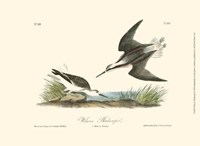Wilson's Phalaropel Fine Art Print