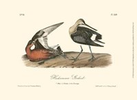 Hudsonian Godwit Fine Art Print