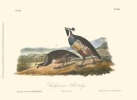 California Partridge Fine Art Print