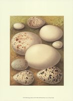 Bird Egg Collection III Fine Art Print