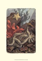 Under The Sea I Fine Art Print