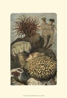 Under The Sea II Fine Art Print