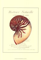 Coquilles De Mer I Fine Art Print