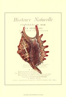 Coquilles De Mer III Framed Print