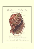 Coquilles De Mer IV Fine Art Print