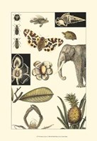 Nature's Curio I Fine Art Print