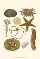 Underwater Oddities I Fine Art Print