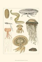 Underwater Oddities II Fine Art Print