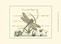 Antique Dragonfly II Fine Art Print