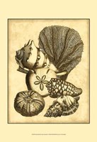 Neutral Shell Coral Collection I Fine Art Print