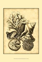 Neutral Shell Coral Collection II Fine Art Print