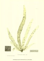 Seaweed II Fine Art Print