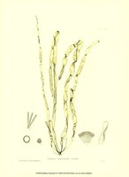 Seaweed III Fine Art Print