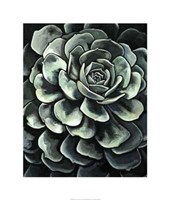 Lunar Succulent II Giclee