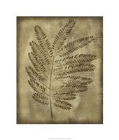 Sepia Drenched Fern II Giclee
