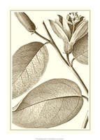 Cropped Sepia Botanical II Giclee
