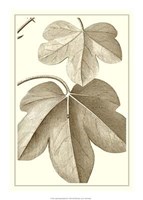 Cropped Sepia Botanical III Giclee