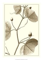 Cropped Sepia Botanical IV Giclee