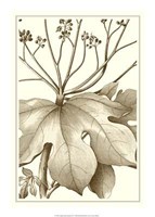 Cropped Sepia Botanical VI Giclee