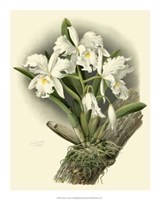 Dramatic Orchid I Giclee